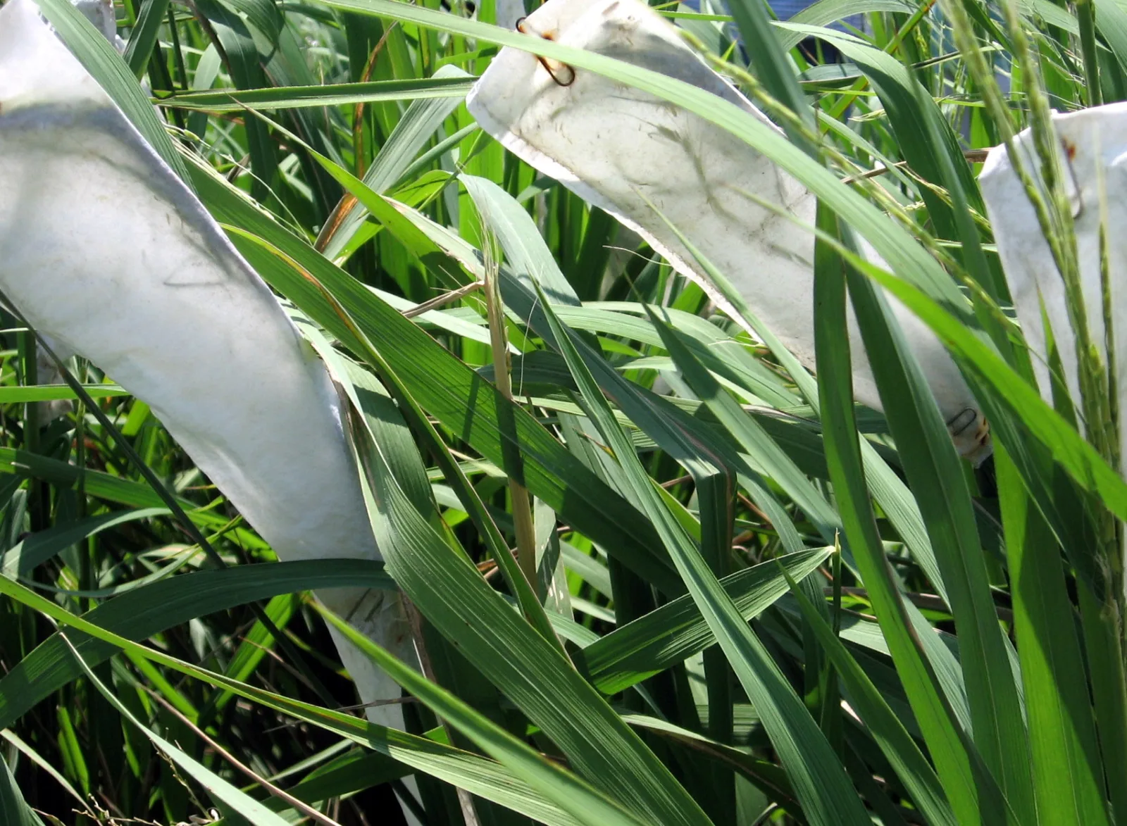 Demo Rice Pack